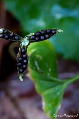Seeds